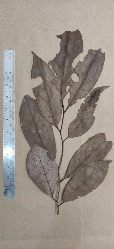 Cryptocarya Wightiana