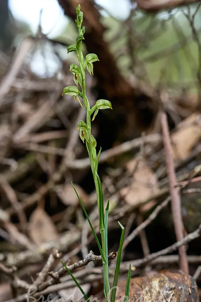 Black-stripe Leafy Greenhood
