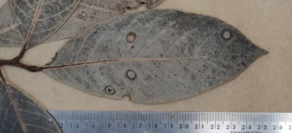 Litsea Bourdillonii