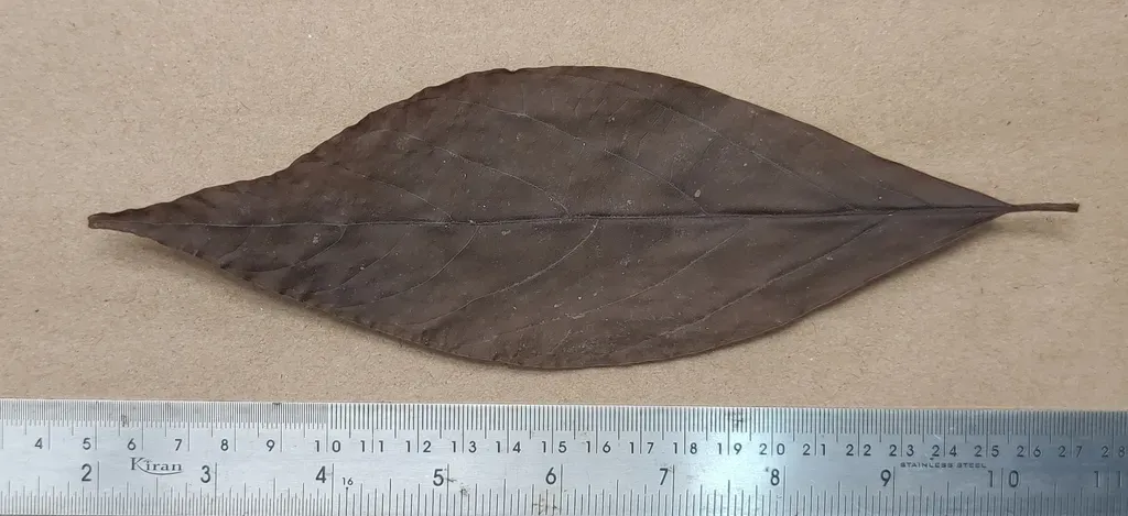 Actinodaphne Angustifolia