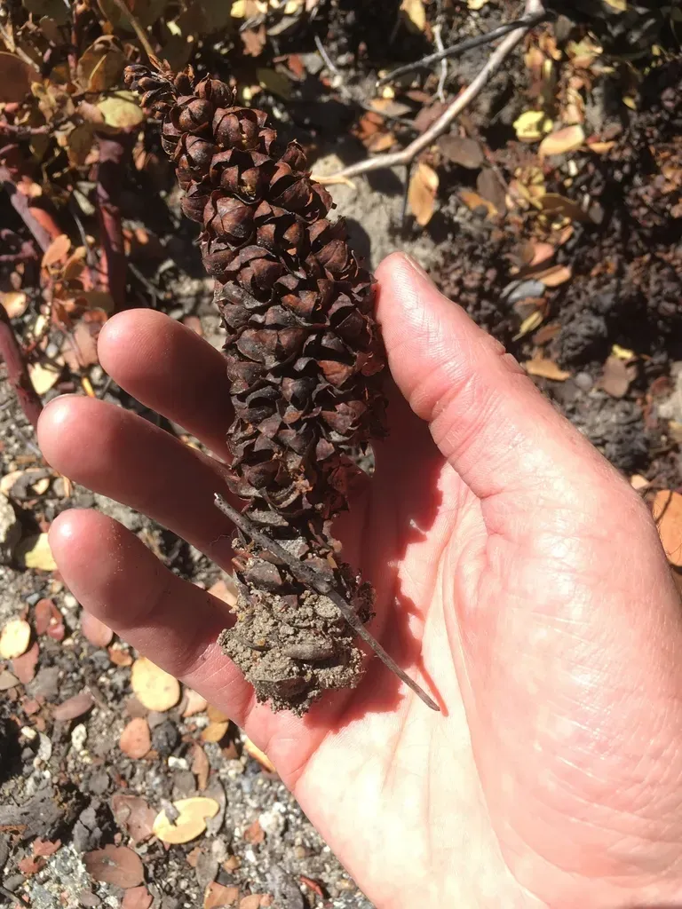 California Groundcone