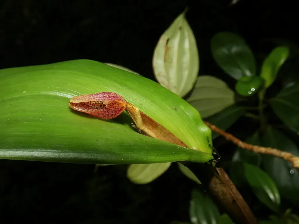 Echinosepala Sempergemmata