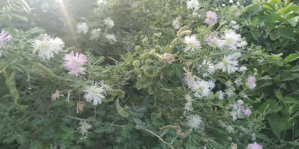 Mimosa Monancistra