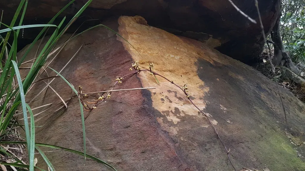Black Bootlace Orchid