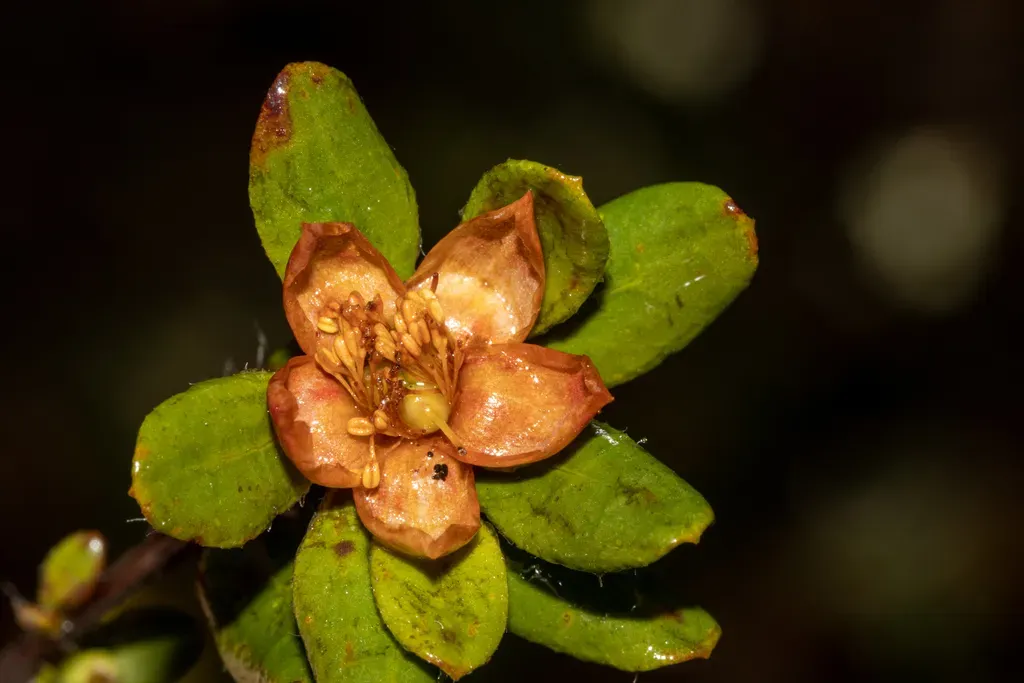 Hibbertia Mylnei