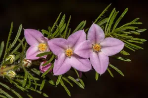 Boronia Stricta