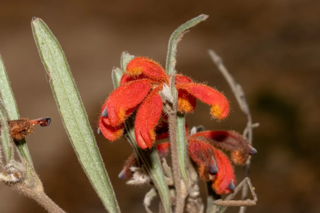 Grevillea Bronweniae