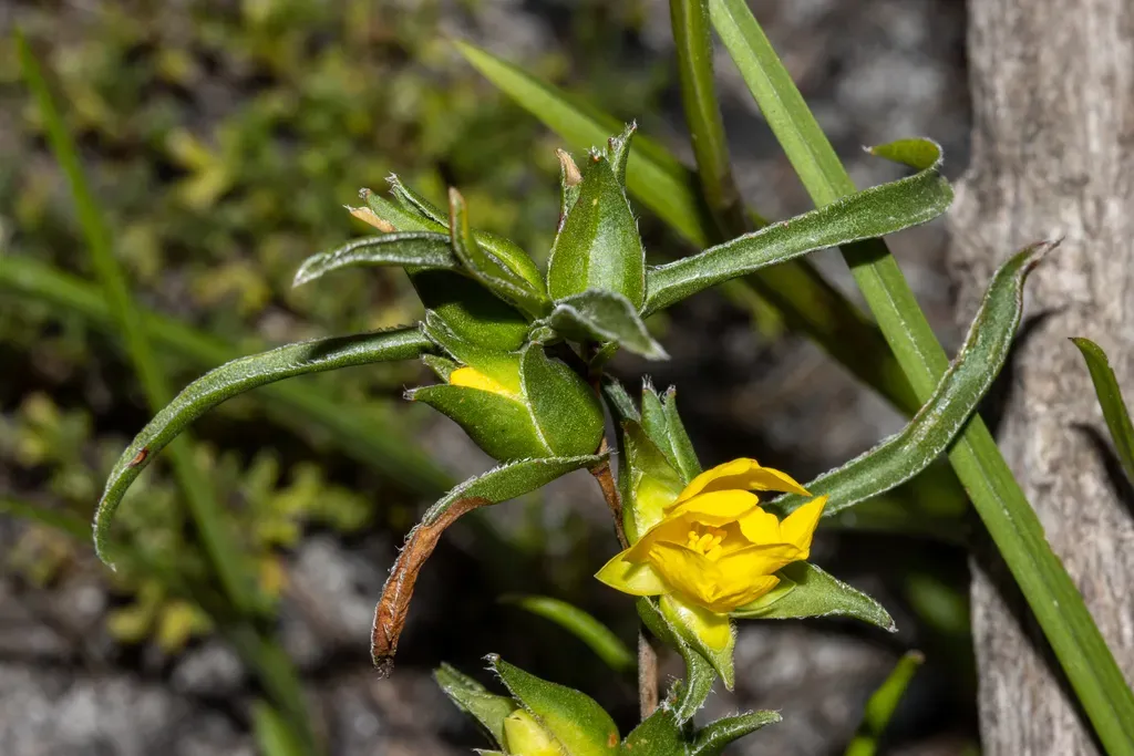 Hibbertia Vaginata