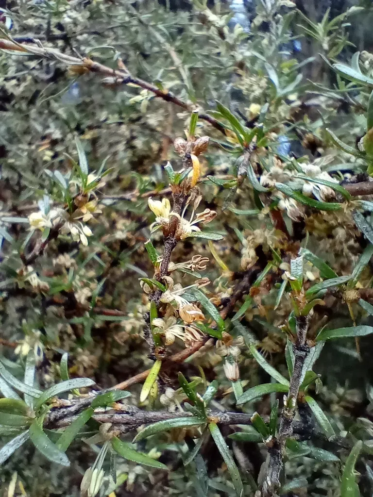 Needle-leaved Mountain Coprosma