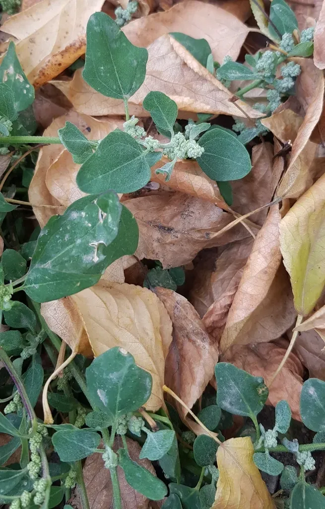 Chenopodium Karoi