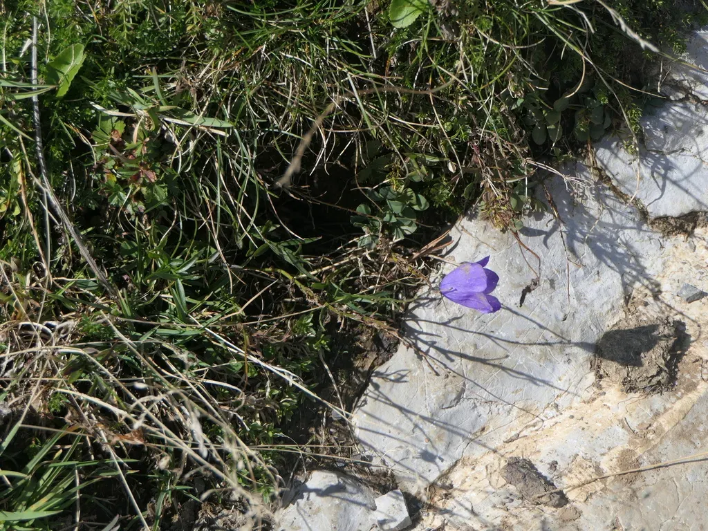 Scheuchzer's Bellflower