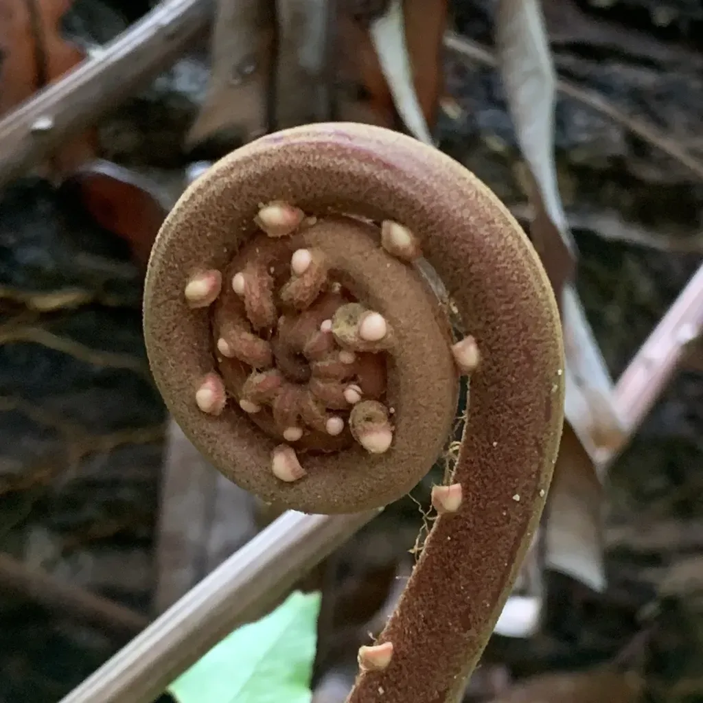 Blechnum Finlaysonianum