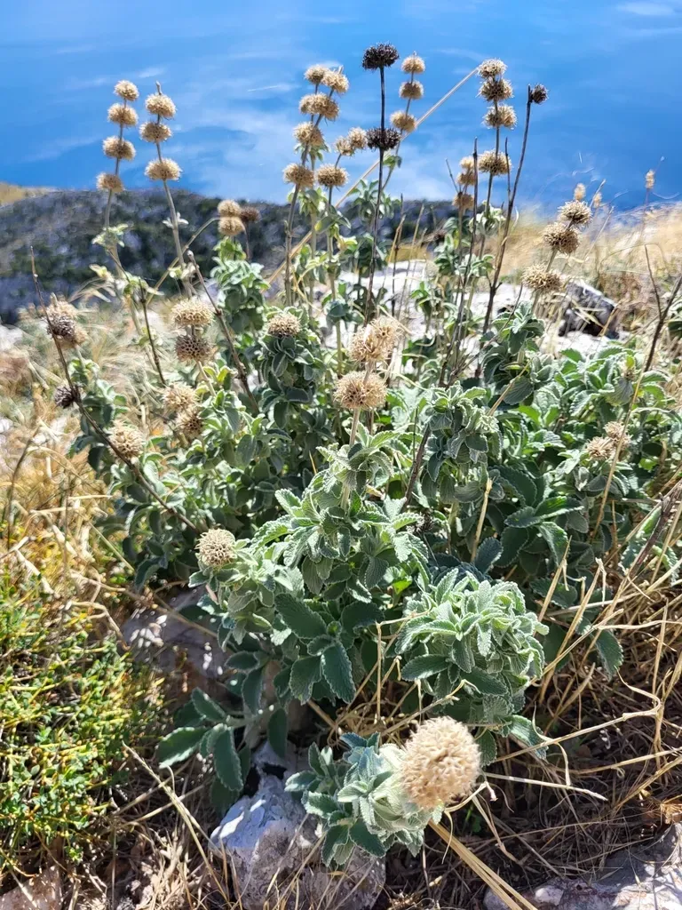 Silver Horehound