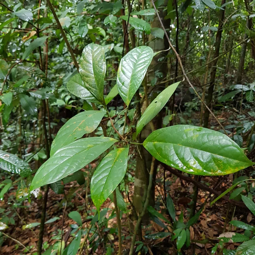 Sterculia Coccinea
