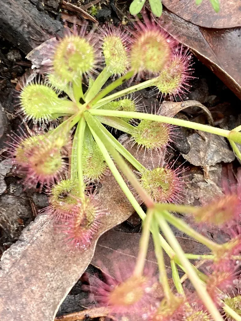Drosera Purpurascens