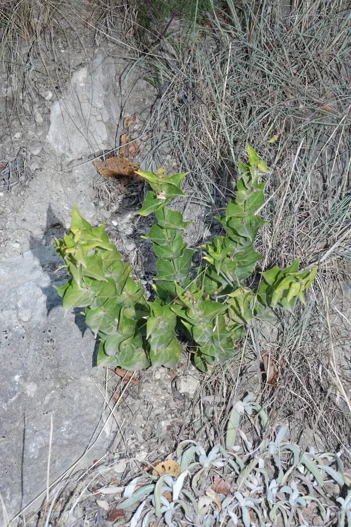 Vincetoxicum Funebre