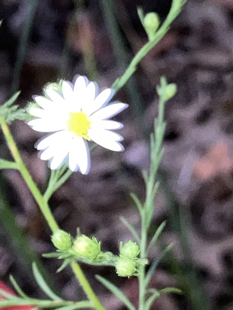 Smallhead Doll's Daisy