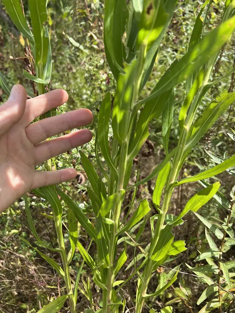 Decurrent False Aster