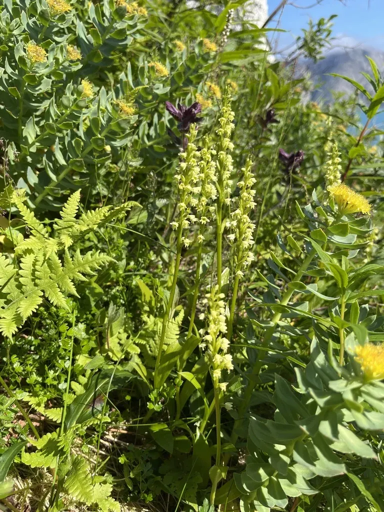 Vanilla-scent Bogorchid