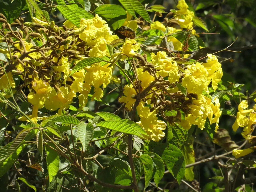 Handroanthus Lapacho