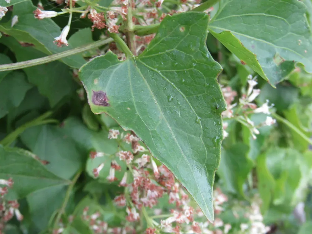 Mikania Periplocifolia