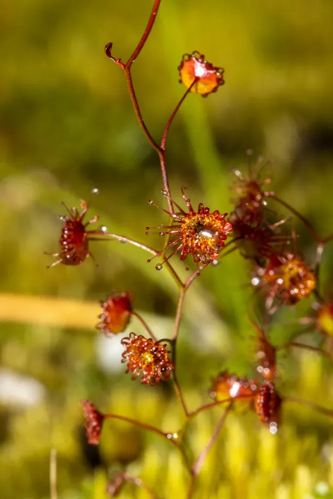 Drosera Reflexa
