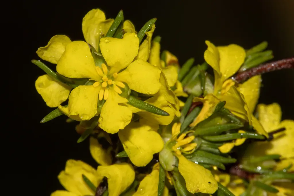 Hibbertia Pulchra