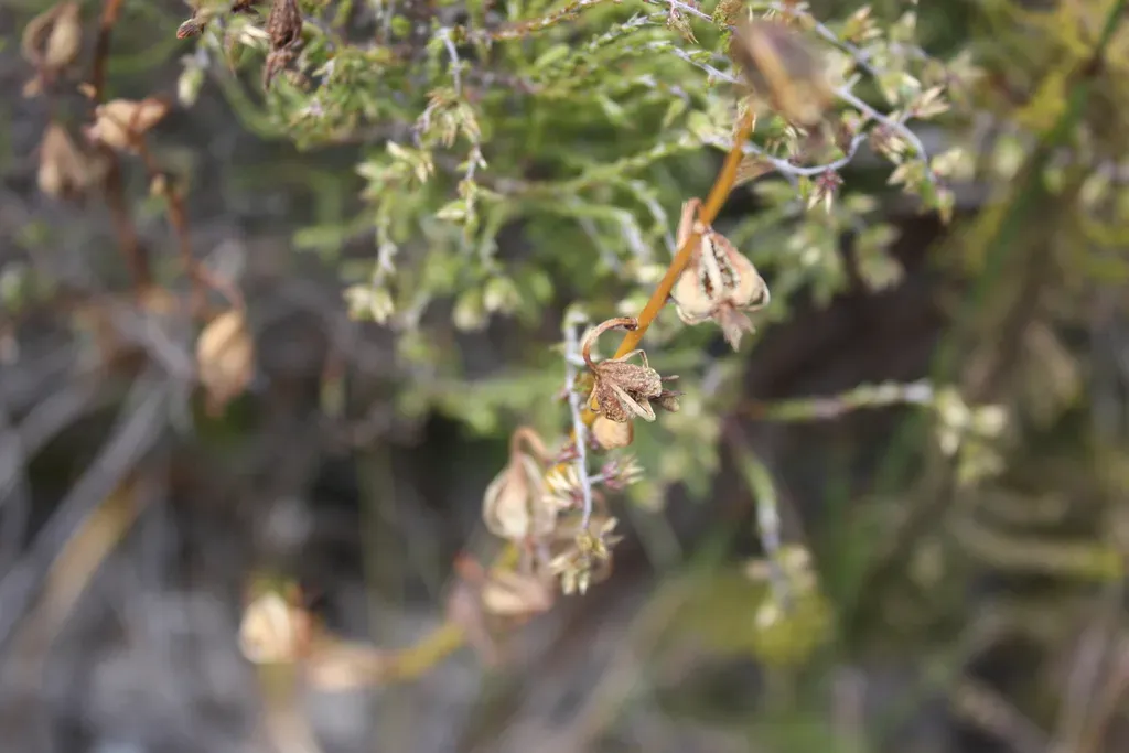Upright Sandy Cinderella Orchid