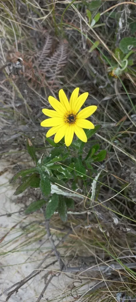Largeseed African Daisy