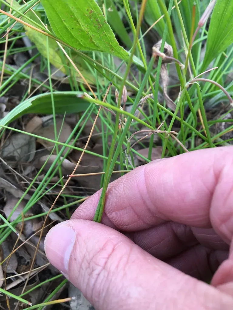 Thickleaf Capespinach