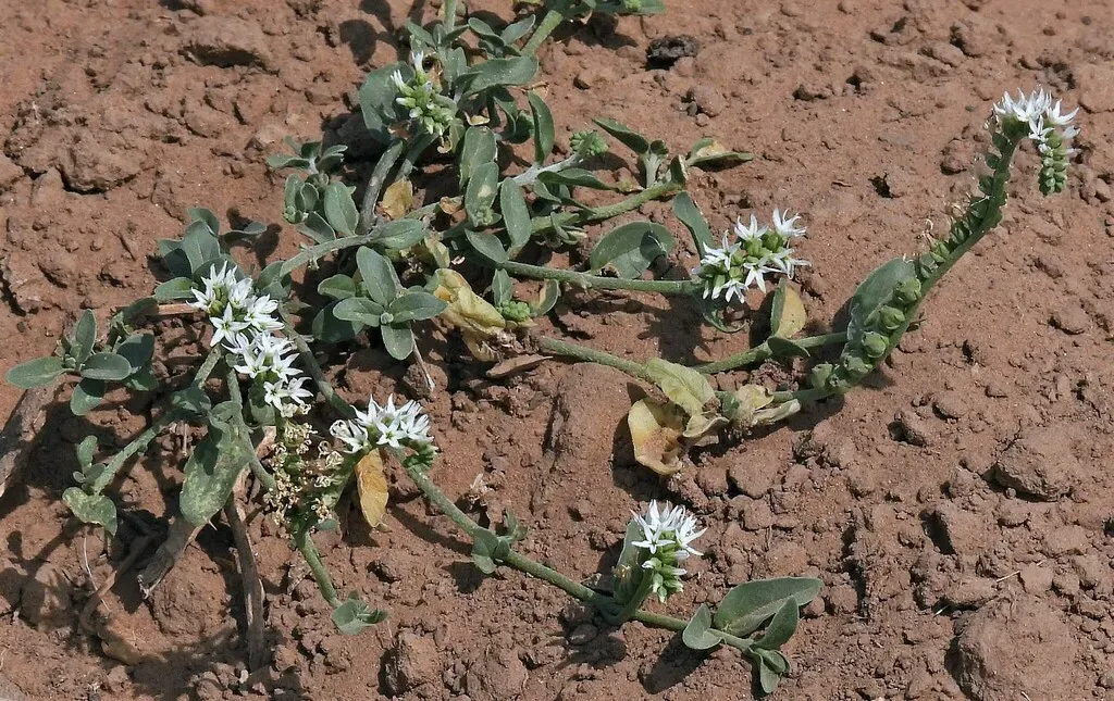 Heliotropium Veronicifolium