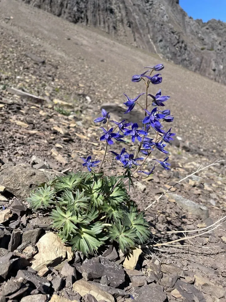 Olympic Larkspur