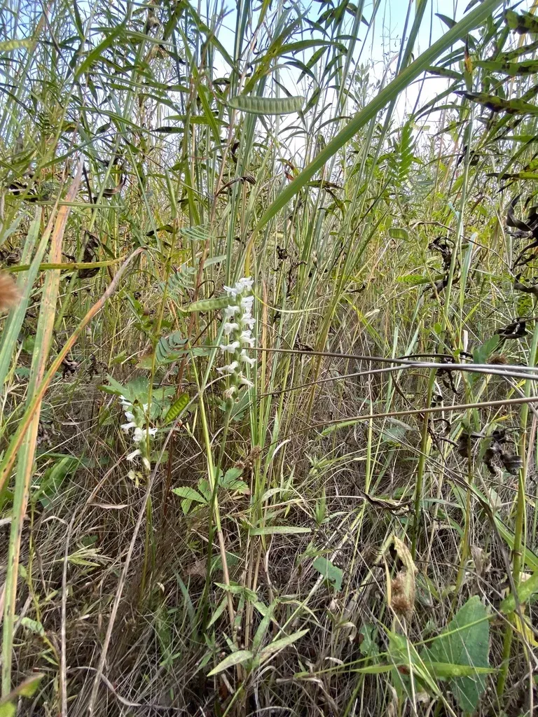 Sphinx Ladies' Tresses