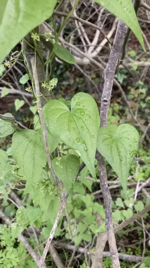 Dioscorea Variifolia