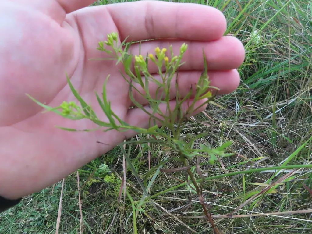 Great Plains Goldenrod