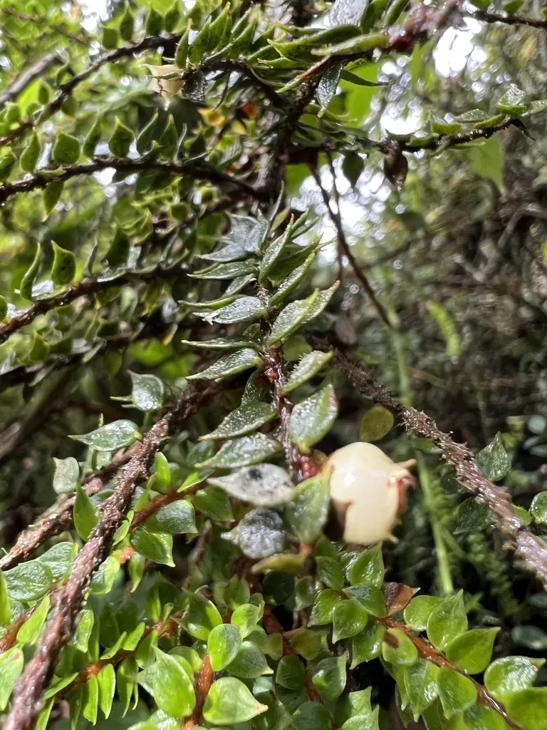Disterigma Acuminatum