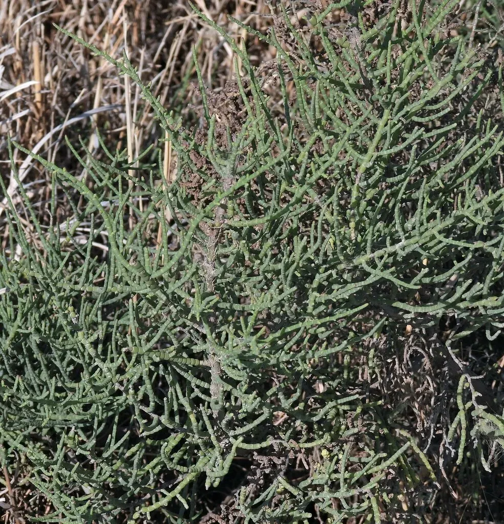 Allenrolfea Vaginata