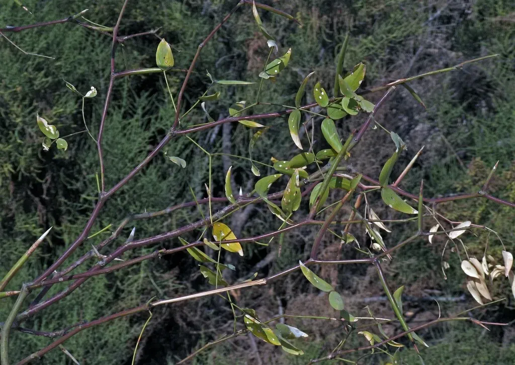 Neltuma Ruscifolia