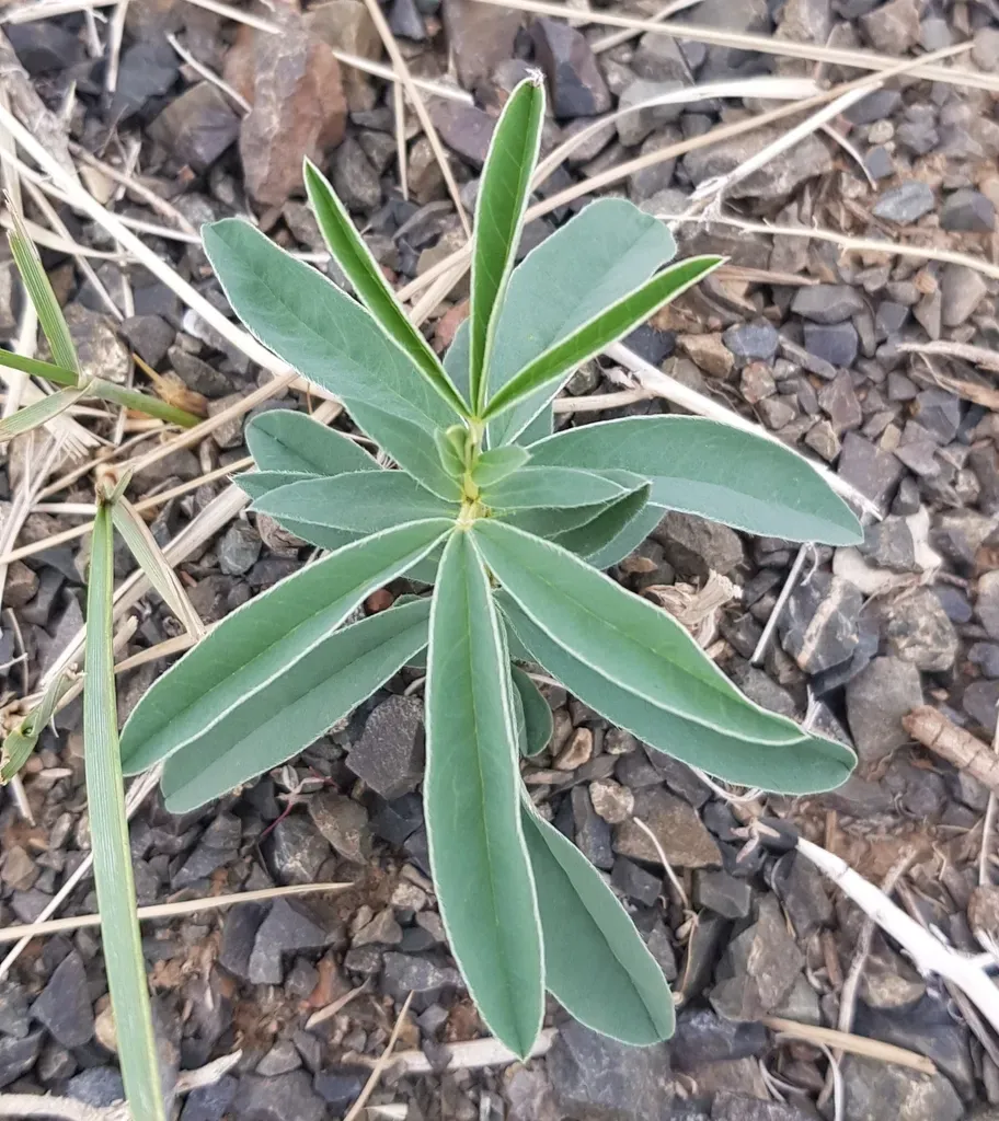 Thermopsis Mongolica