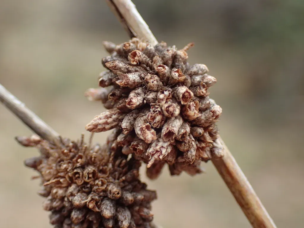 Afroscirpoides Dioeca