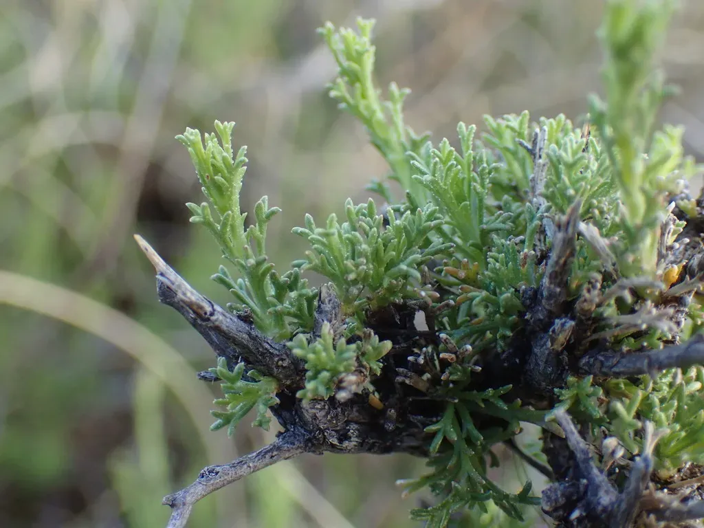 Osteospermum Leptolobum