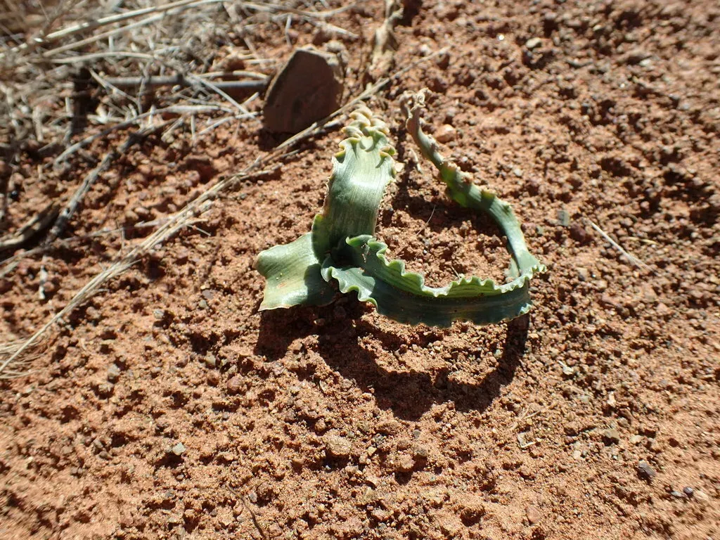 Albuca Crispa