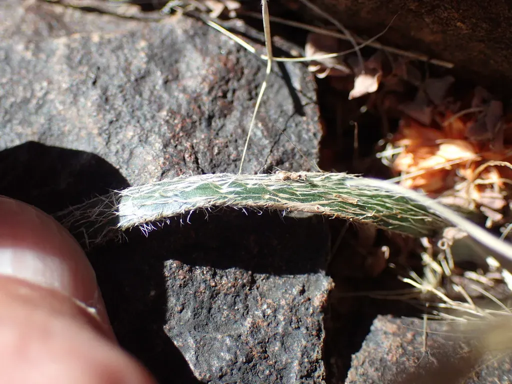 Gethyllis Longistyla