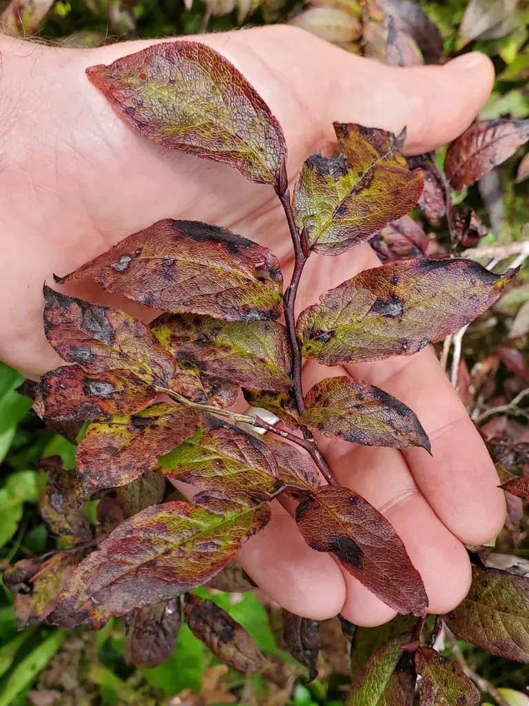 Southern Mountain Cranberry