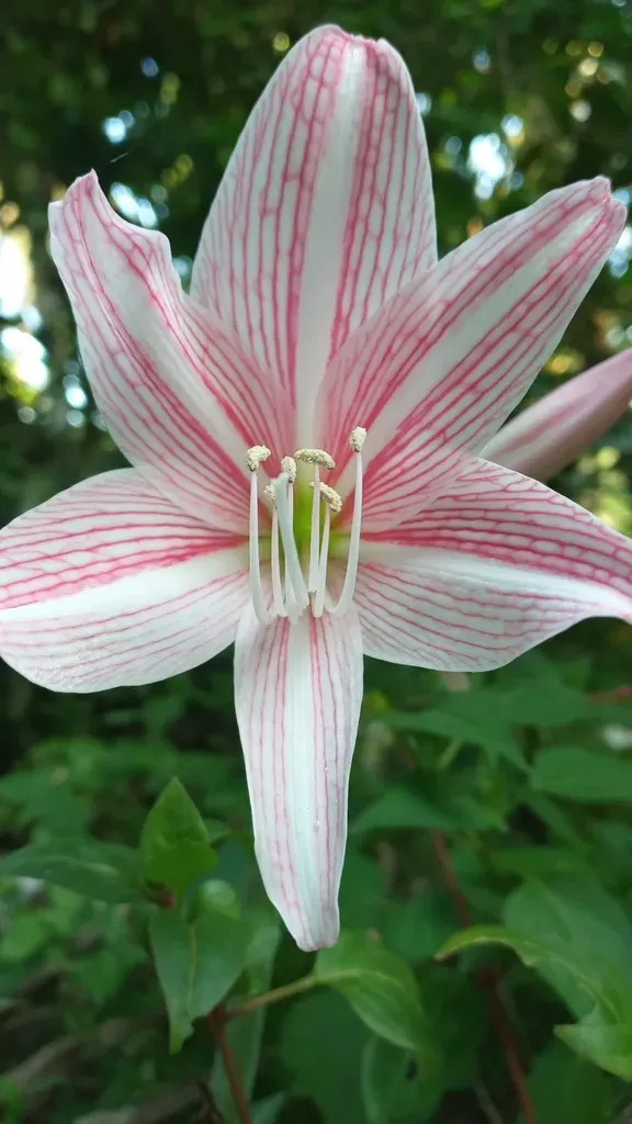 Netted-veined Amaryllis