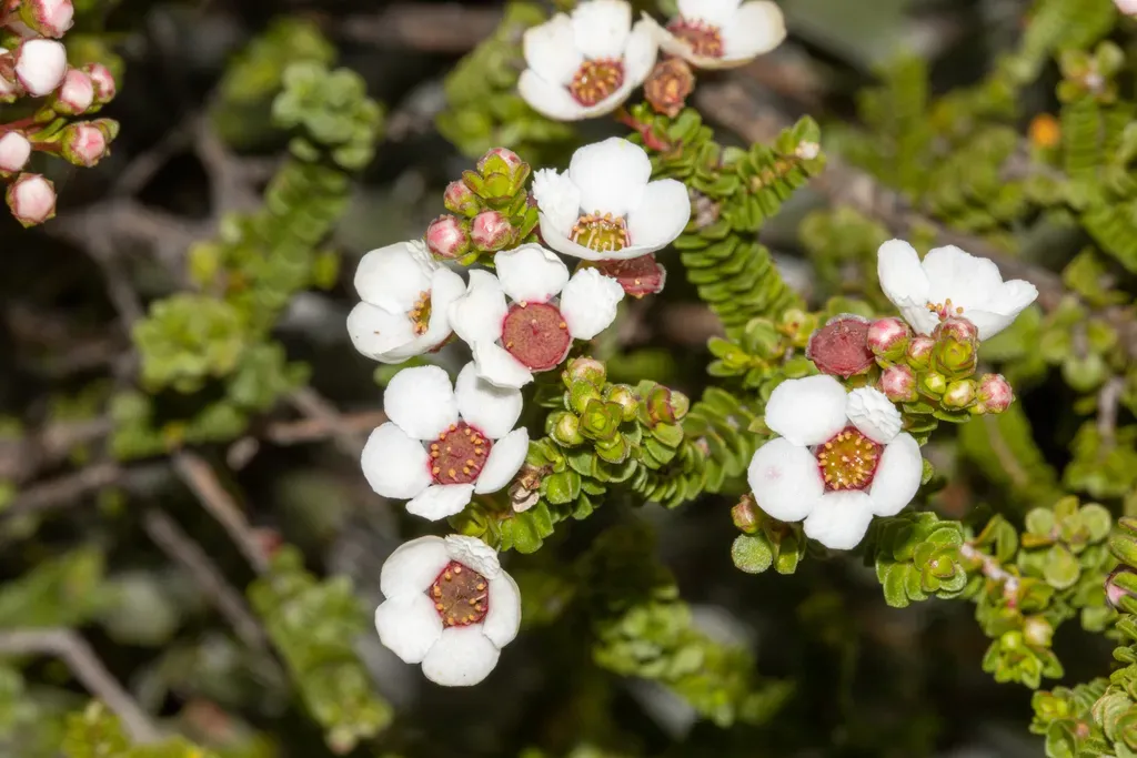 Anticoryne Ovalifolia