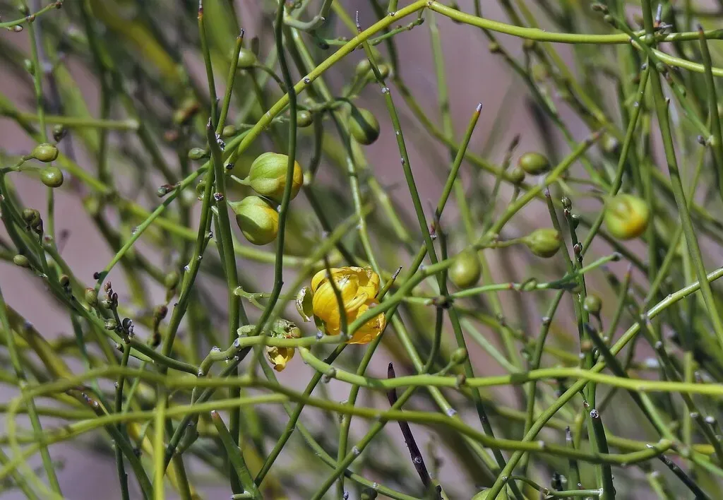 Senna Pachyrrhiza