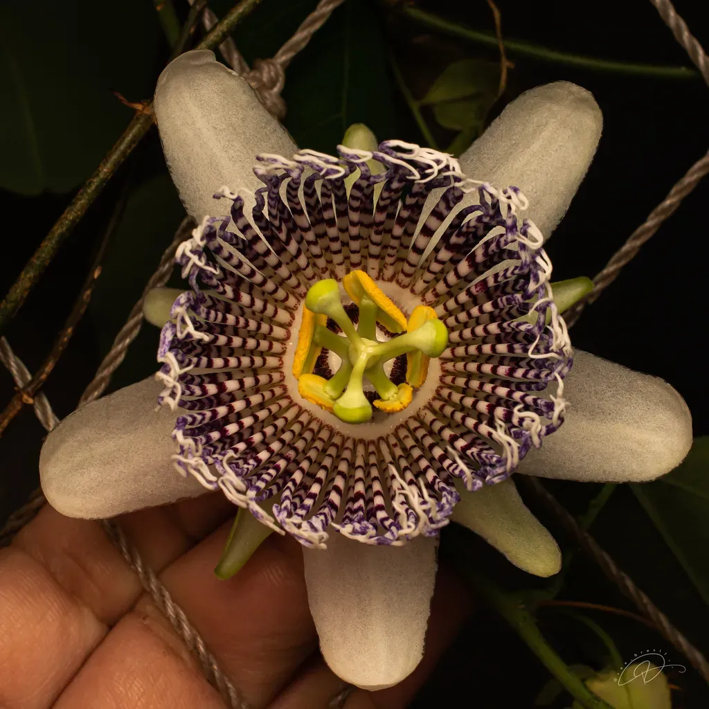 Passiflora Actinia