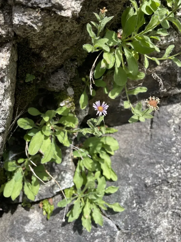 Leiberg's Fleabane