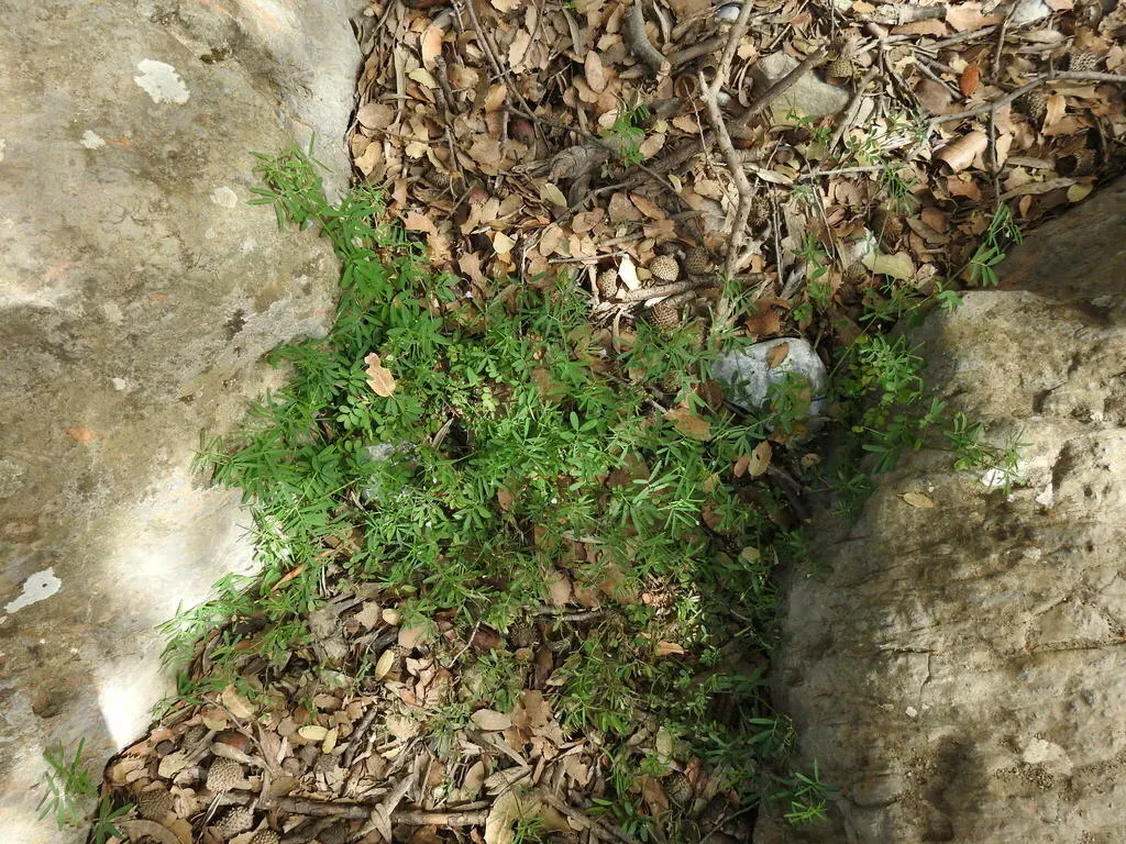 Downy Vetch
